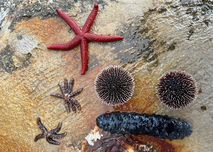 Apartman Luxury Beachfront Carlisa Čiovo