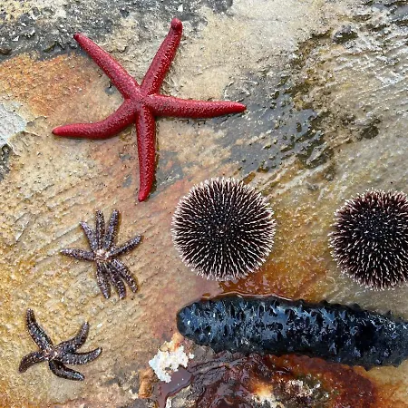 Daire Luxury Beachfront Carlisa Čiovo